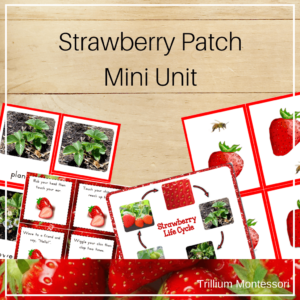 Strawberry patch preschool theme mini unit