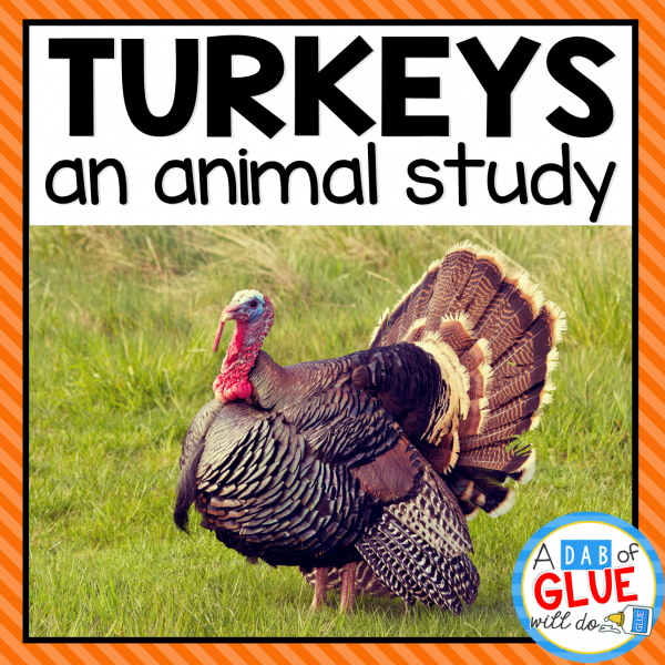 Turkeys animal study